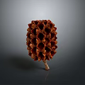 Natural Dried Pine Cone Plant With Brown Red Scales And Conical Shape