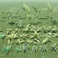 Lush Green Grass With Various Fern And Herbaceous Plants Boasting Diverse Leaf Structures