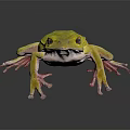 Yellow Frog With Bright Body Color And Pinkish Limbs Standing On Dark Surface