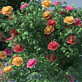 Three Flowering Shrubs With Red Yellow Blooms And White Figure In Landscape Design
