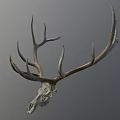 Detailed Deer Skull With Large Antlers Mounted As Trophy On Gray Background