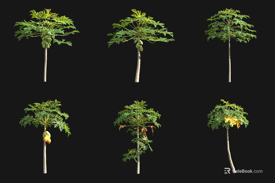 Various Arbor Trees With Green Leaves And Fruits In Different Growth Stages 3d model 