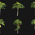 Various Arbor Trees With Green Leaves And Fruits In Different Growth Stages