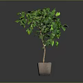 Green Potted Plant With Lush Green Leaves In Light Colored Pot On Gray Background