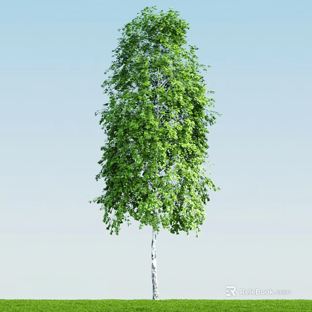 Tall Arbor with White Trunk and Lush Green Leaves Against Blue Sky 3d model 