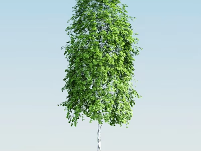 Tall Arbor with White Trunk and Lush Green Leaves Against Blue Sky 3d model