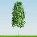 Tall Arbor with White Trunk and Lush Green Leaves Against Blue Sky