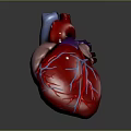 Human Heart as Thoracic Organ 3D Rendered Anatomical Model with Blue Blood Vessels
