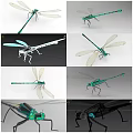 3D Rendered Dragonfly Models With Green Body White Transparent Wings And Metallic Details