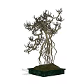 Artistic Bonsai Tree With Intricate Curved Roots And Thin Branches On Dark Base
