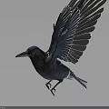 Realistic Black Crow In Various Poses Standing And Spreading Wings Details
