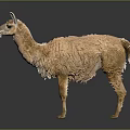 Fluffy Brown Llama Standing on Dark Background with Shiny Reflective Surface