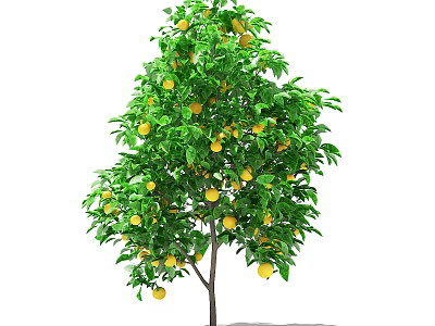 Lush Fruit Tree With Dense Green Leaves And Ripe Yellow Fruits Outdoors 3d model