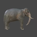 Realistic 3D Elephant Model With Detailed Skin Texture And Ivory Tusks