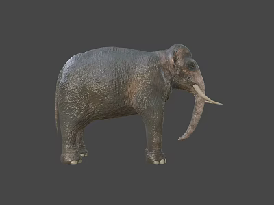Realistic 3D Elephant Model With Detailed Skin Texture And Ivory Tusks 3d model