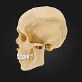 Detailed Human Skull Model With Natural Bone Color On Black Background For Medical Education