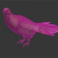 Brown Pigeon with White Tail Feathers Standing on Shiny Black Reflective Surface