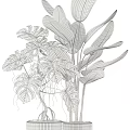 Potted Green Plants With Large Leaves And Various Pots For Indoor Decoration