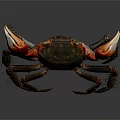 Red Clawed Crab With Dark Body And Detailed Legs On Dark Background