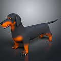 Realistic 3D Dachshund Dog Model In Black And Orange Standing Pose On Gray Background