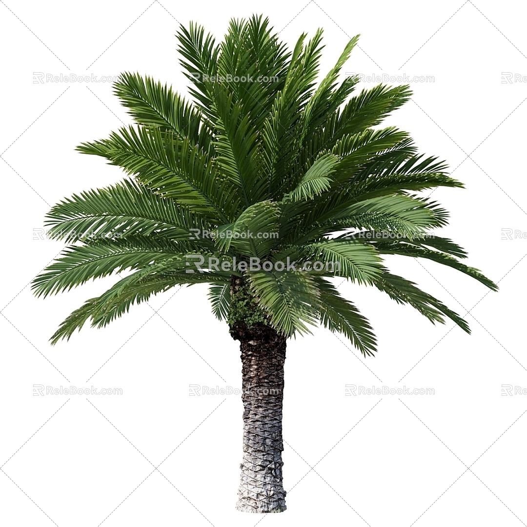 Tree Palm Tree 3d model