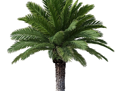 Tree Palm Tree 3d model