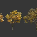 Three Trees With Orange Brown Leaves And Birds Perching On Branches And Roots