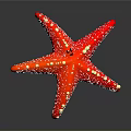 Vibrant Red Starfish With White Spots On Dark Gradient Background 3d model