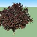 Two Arbor Trees With Dark Red Leaves For Garden Landscape Decoration