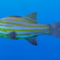 Aquatic Animal Fish With Yellow And White Stripes Black Eyes Blue Water Background