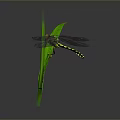 Yellow and Black Dragonfly Perching on Green Leaf Against Gray Background