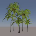Tall Healthy Palm Trees With Lush Green Fronds And Straight Trunks