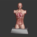 Human Torso Model with Hair Showing Internal Organs Lungs and Intestines