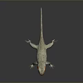 Lizard Anime Lizard Cartoon Lizard Reptile Cold Blooded Animal Reptile 3d model