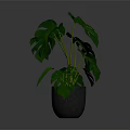 Monstera Plant With Large Green Split Leaves In Gray Pot For Indoor Decoration