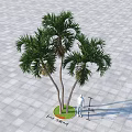 Three Palm Trees With Slender Trunks Lush Fronds In Circular Green Planter On Gray Pavement
