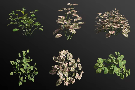 Yan white vine shrub green plant 3d model