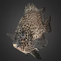 Spotted Marine Fish With Unique Black And White Body Pattern Appearance 3d model