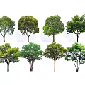 Various Arbor Tree Varieties With Green Foliage And Diverse Crown Shapes 3d model
