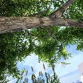 Scenic View Under Tree Featuring Lush Green Leaves Blue Sky Distant Building And Tall Grasses