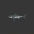 Realistic Blue Shark 3D Model With White Underbelly And Lifelike Features 3d model