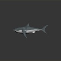 Modern shark great white shark whale shark hammerhead shark 3d model