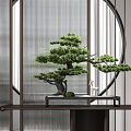 Chinese Pine Bonsai 3d model