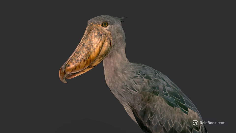 Shoebill Bird With Large Textured Beak And Gray Plumage In Profile 3d model 