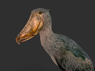 Shoebill Bird With Large Textured Beak And Gray Plumage In Profile 3d model