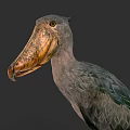 Shoebill Bird With Large Textured Beak And Gray Plumage In Profile