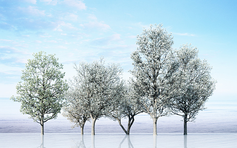 Apricot Tree Modern Tree 3d model