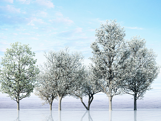 Apricot Tree Modern Tree 3d model