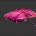 Pink Cockroach With Yellow Eyes And Transparent Wings On Dark Background With Reflection