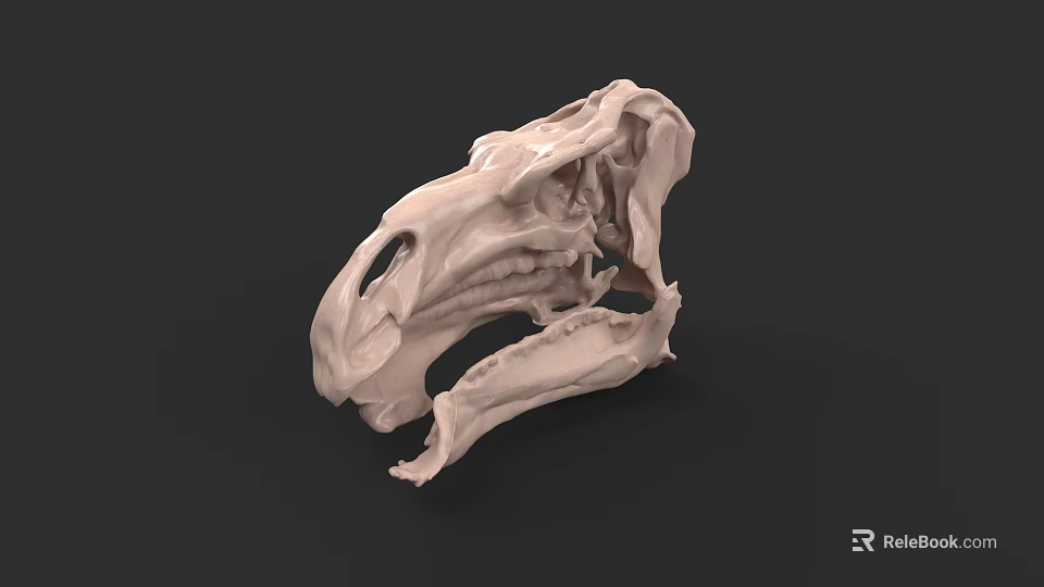 Reptile Skull 3D Model With Detailed Anatomical Structure And Bone Features 3d model 